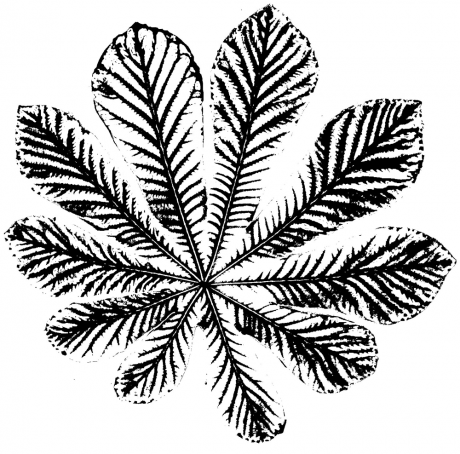 Leaf 6